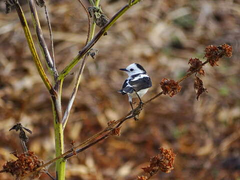 Image of Pied Water Tyrant