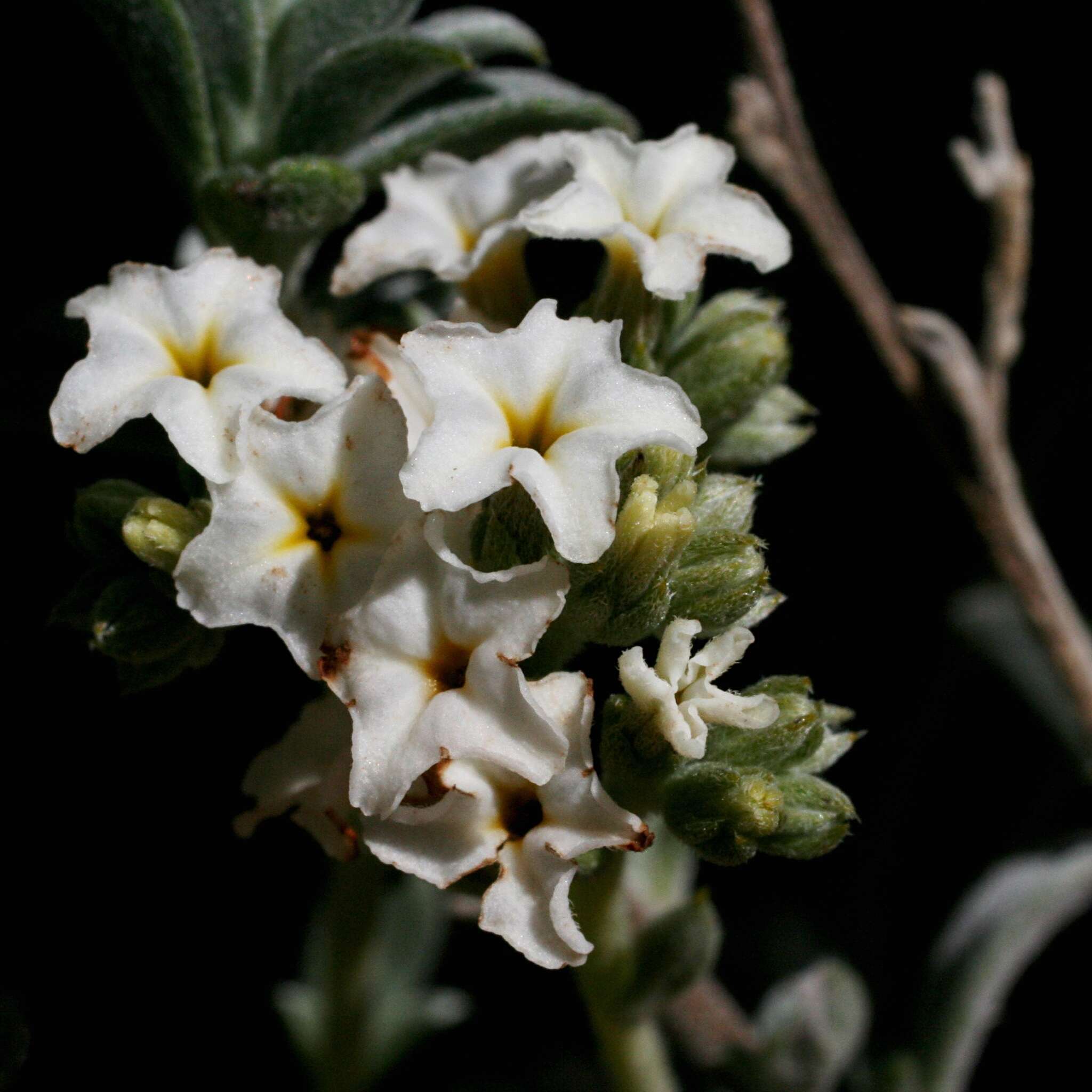 Sivun Euploca pachyphylla (L. A. Craven) kuva