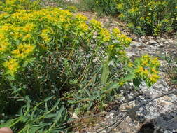 Image of Euphorbia flavicoma subsp. flavicoma