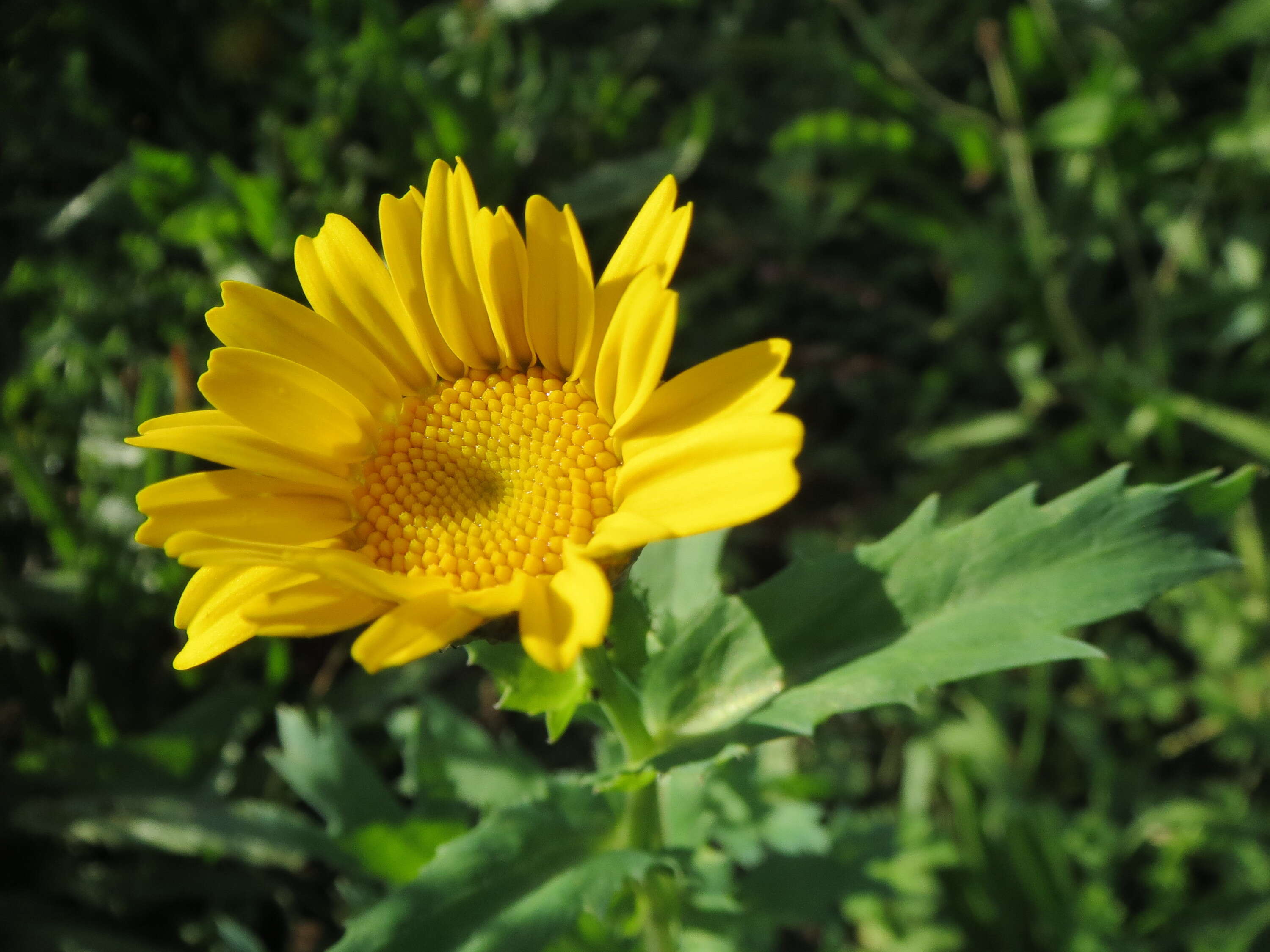 Image of corndaisy