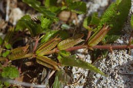 Imagem de Corchorus aestuans L.