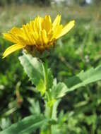 Image of corndaisy