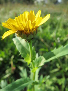 Image of corndaisy