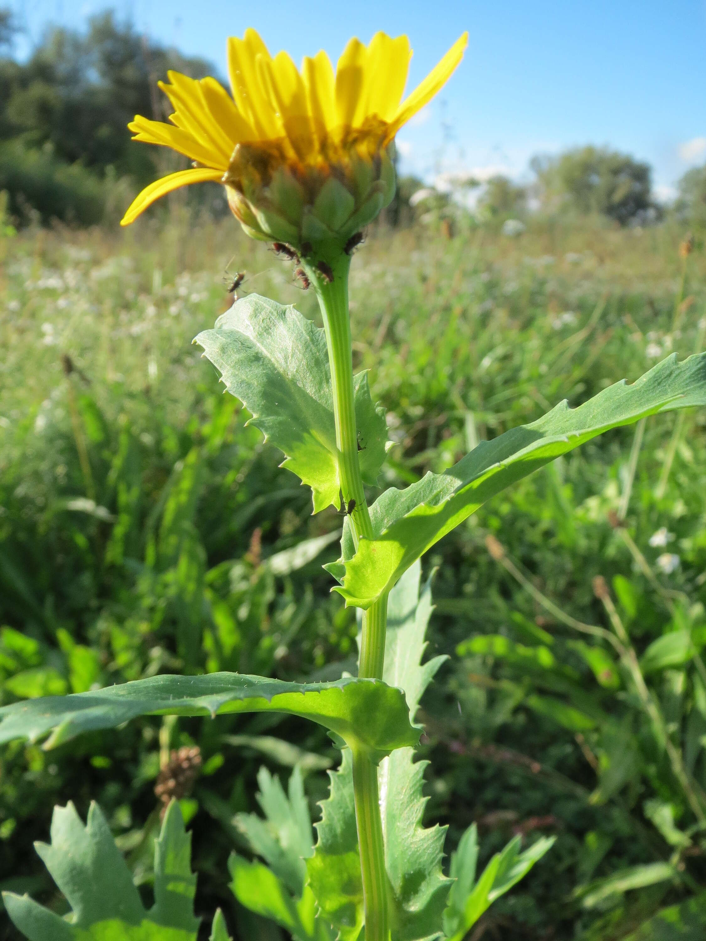 Image of corndaisy