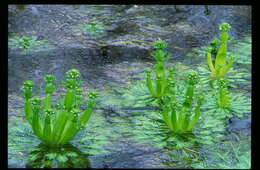 Image of American featherfoil