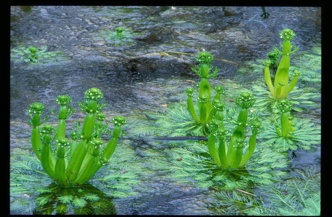 Image of American featherfoil