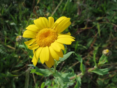 Image of corndaisy