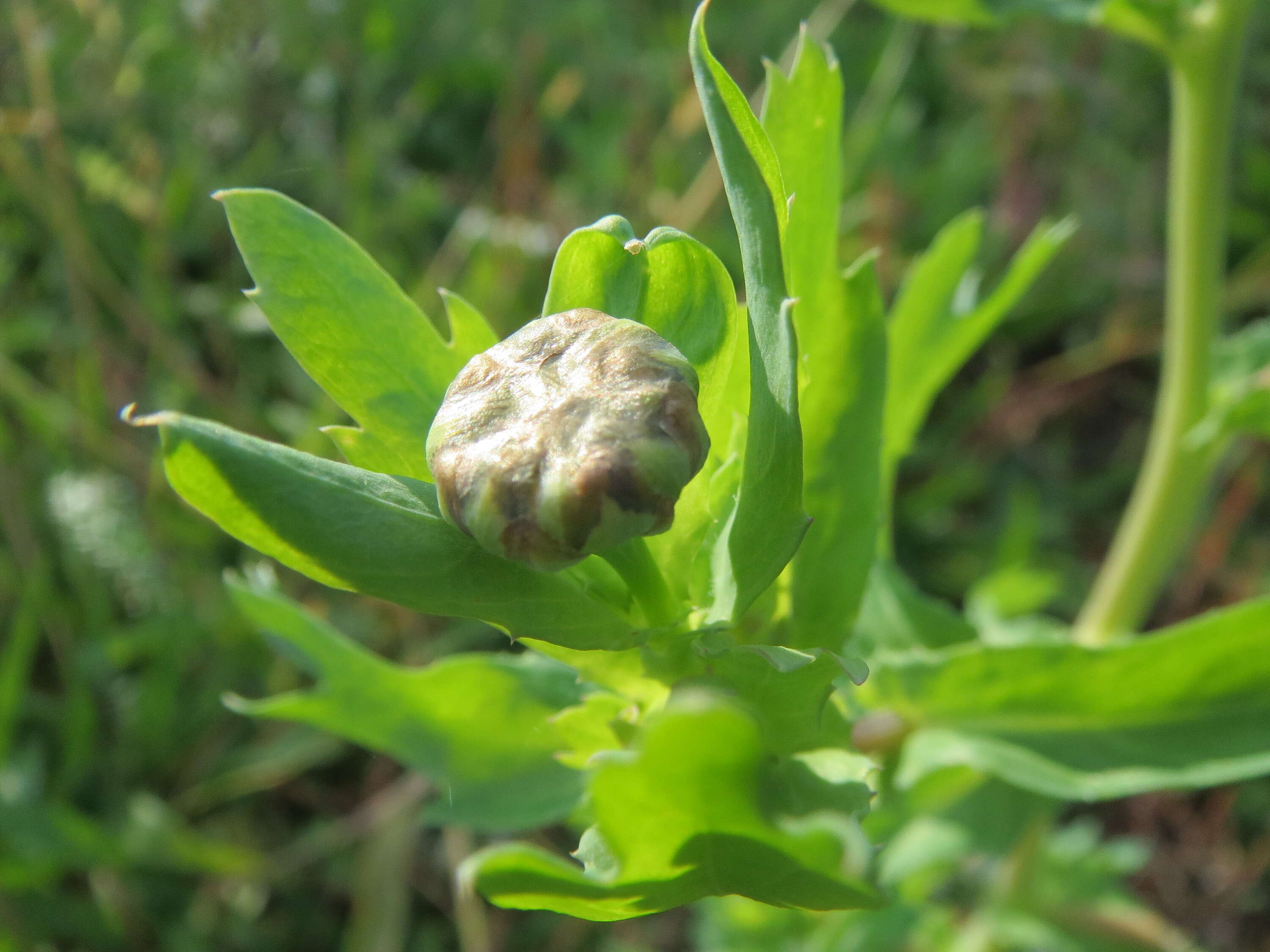 Image of corndaisy