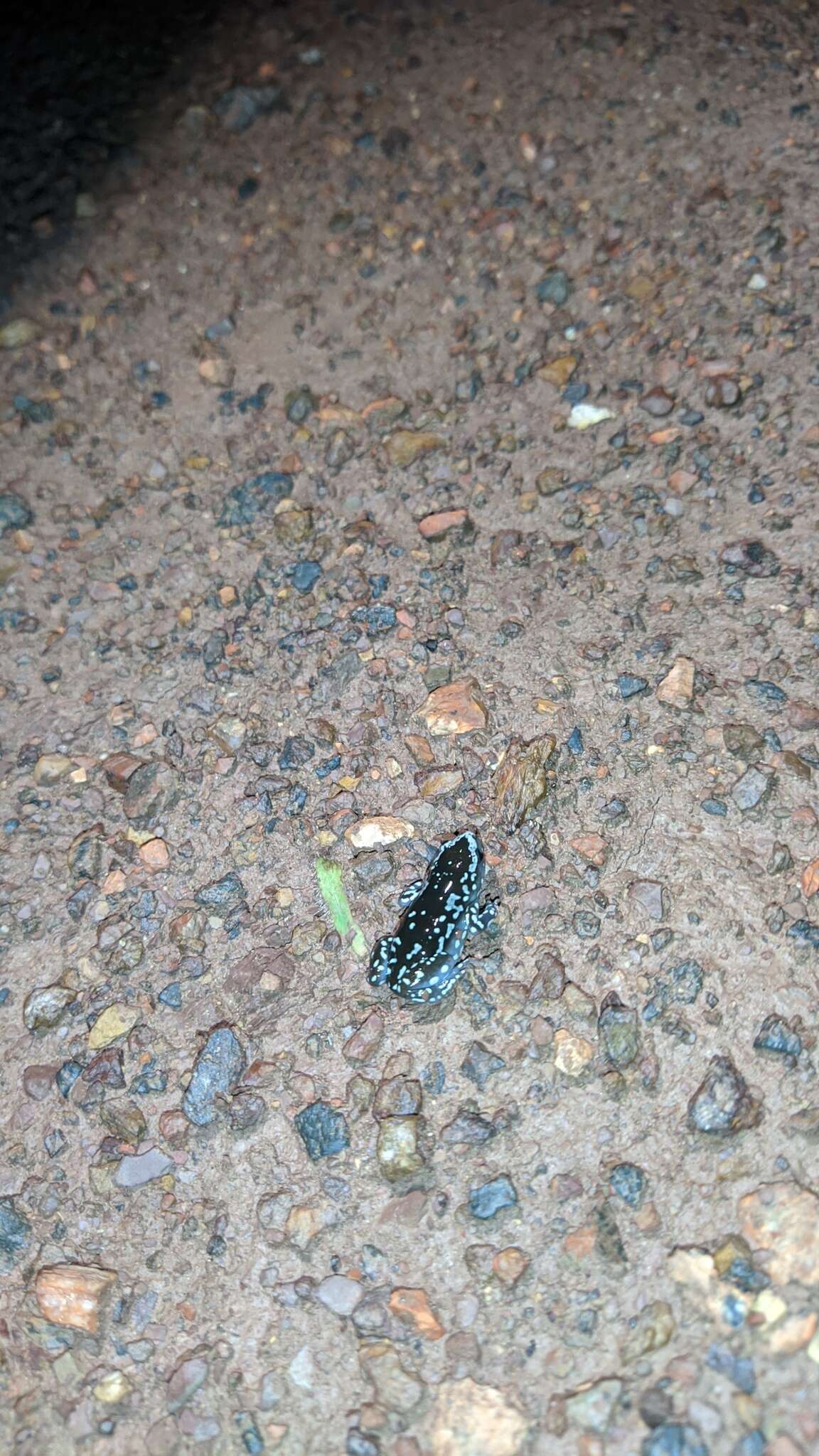 Image of white-spotted humming frog