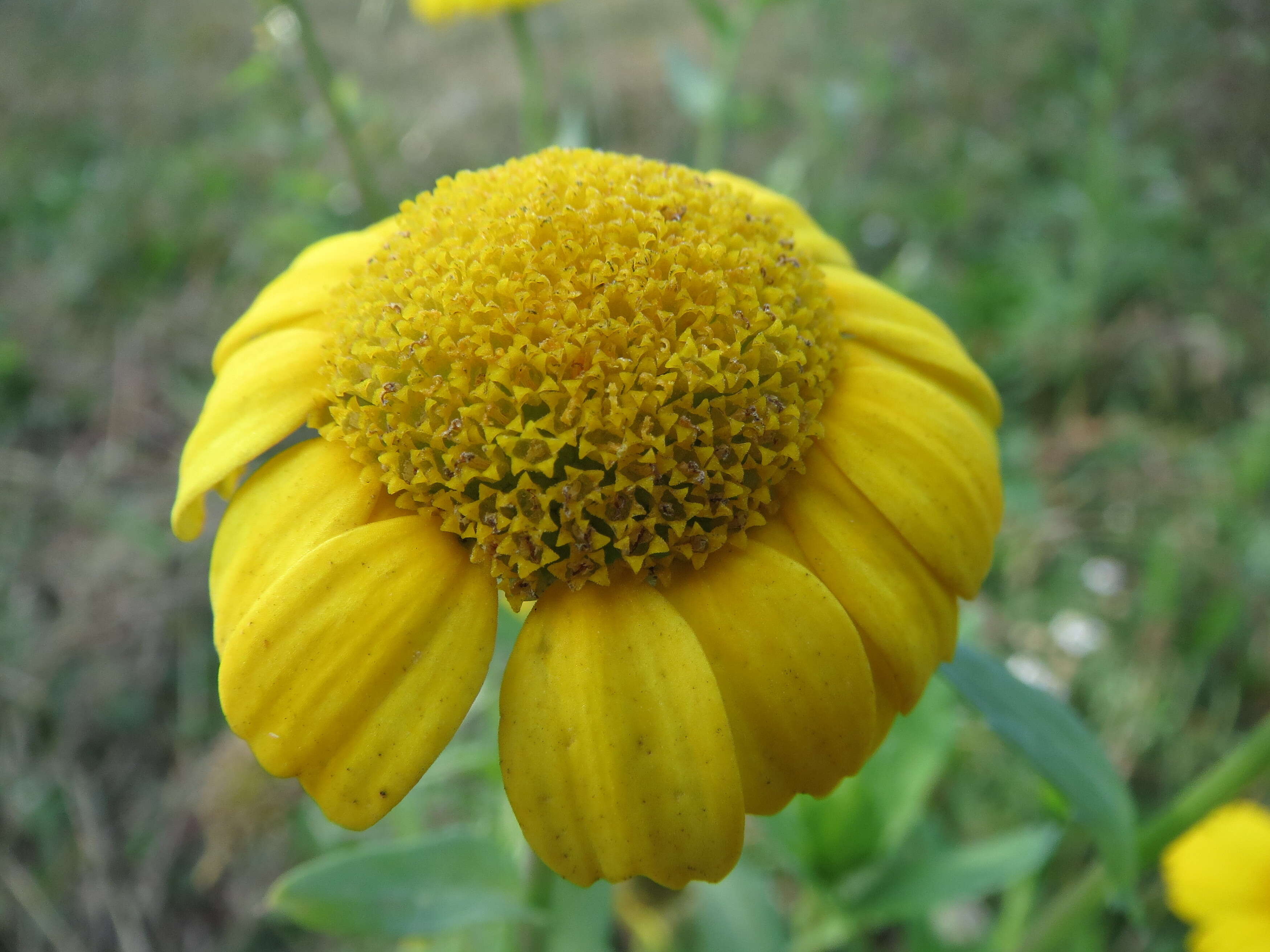 Image of corndaisy