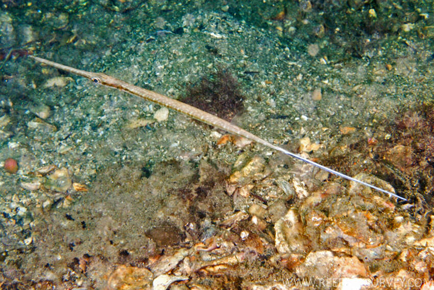 Image of Pacific cornetfish