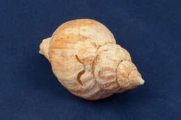 Image of Common whelk