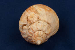 Image of Common whelk