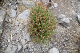 Plantago tolucensis Pilg. resmi