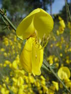 Image of broom