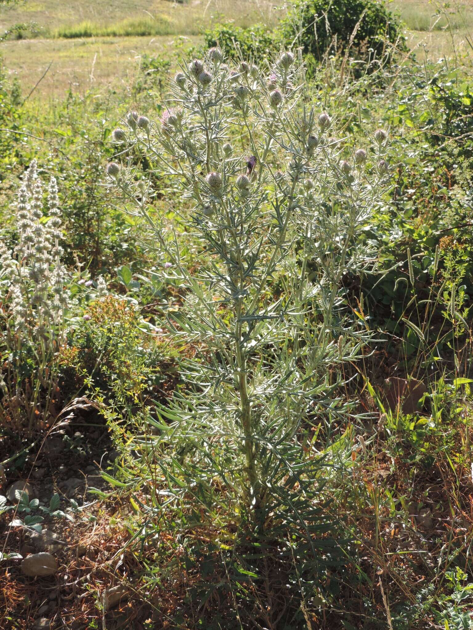 Plancia ëd Cirsium tenoreanum Petr.