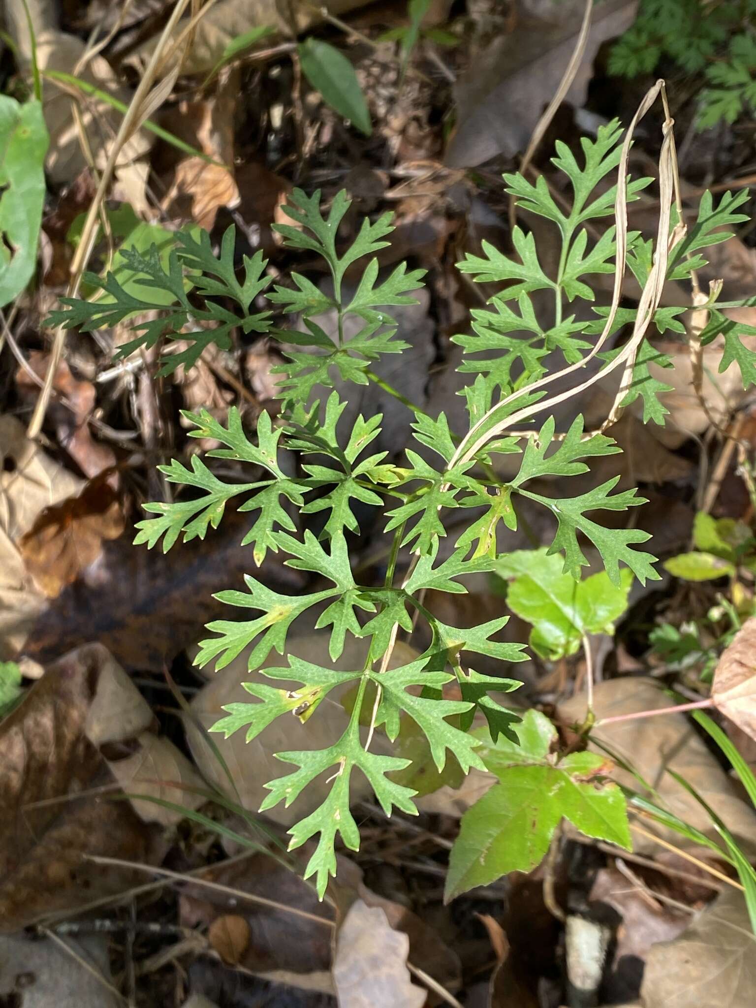 Image of cutleaf meadowparsnip