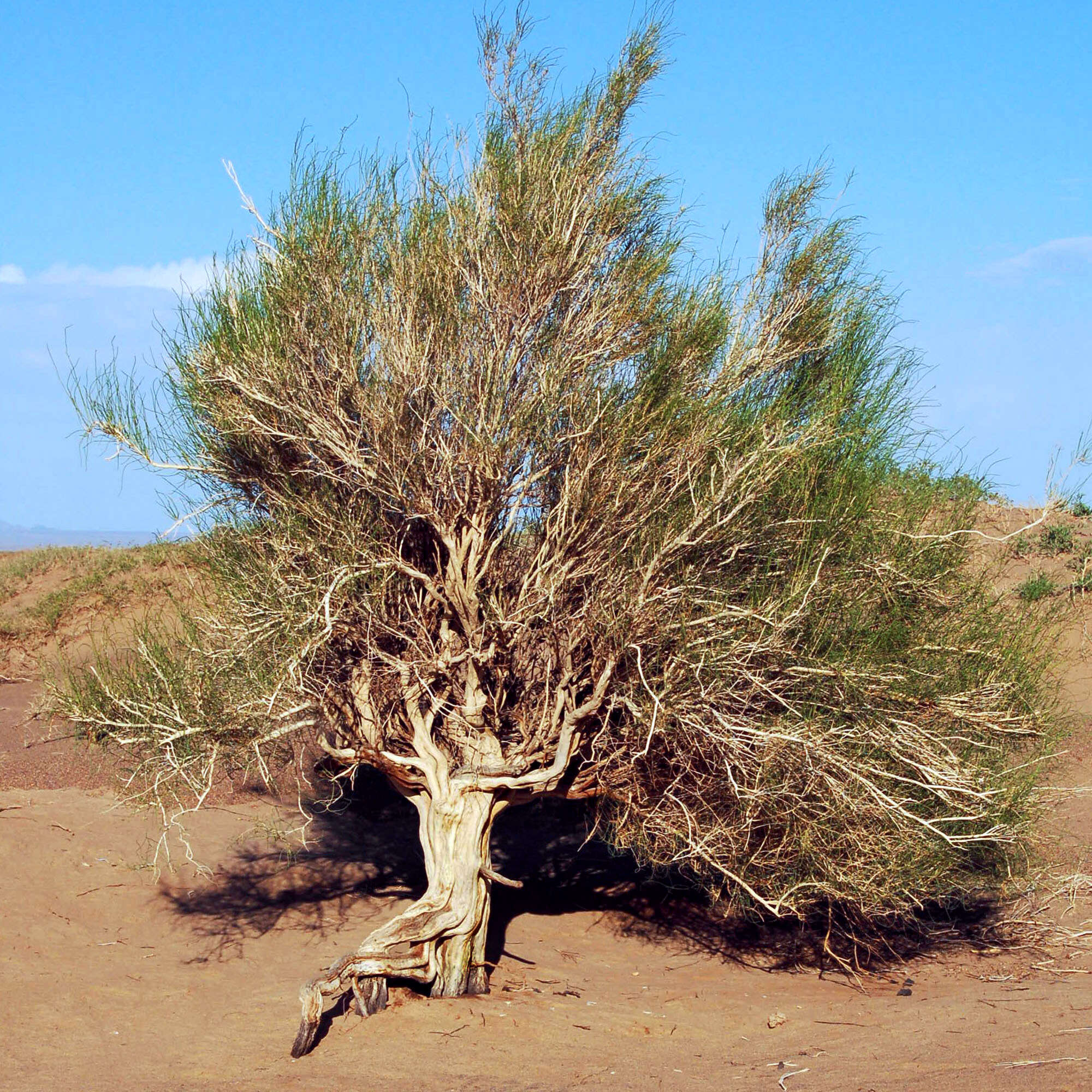 Слика од Haloxylon ammodendron (C. A. Mey.) Bge ex Fenzl