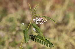 Image of Sesbania brachycarpa F. Muell.