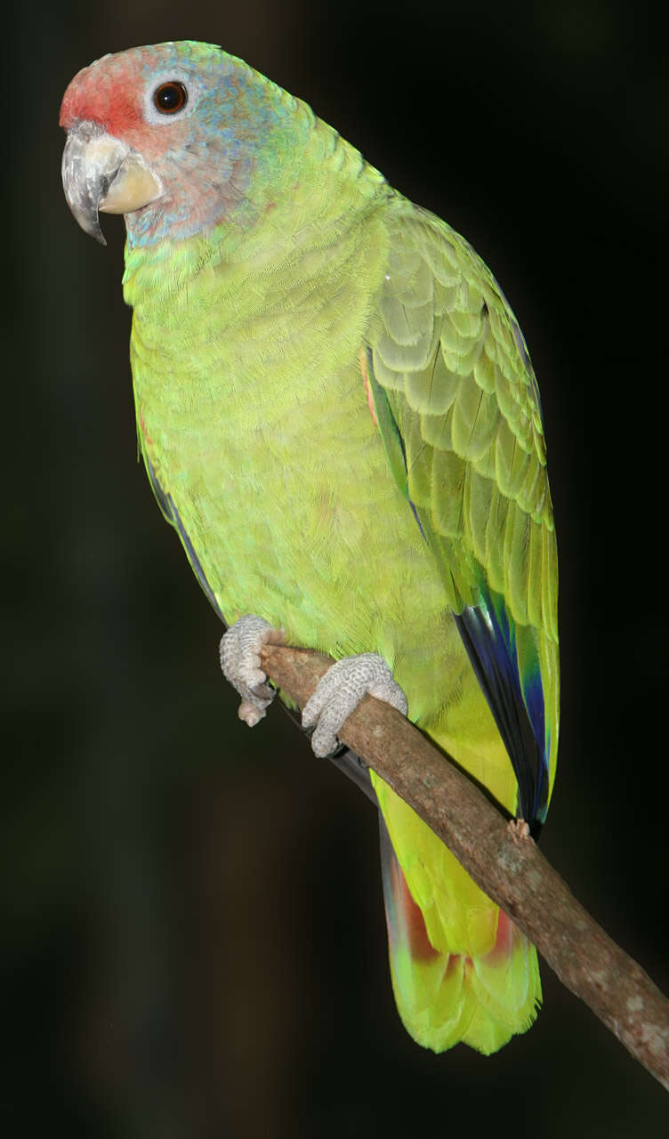 Image of Red-tailed Parrot, Red-tailed Amazon