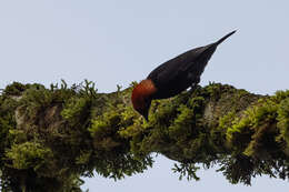 Image of Red-headed Malimbe