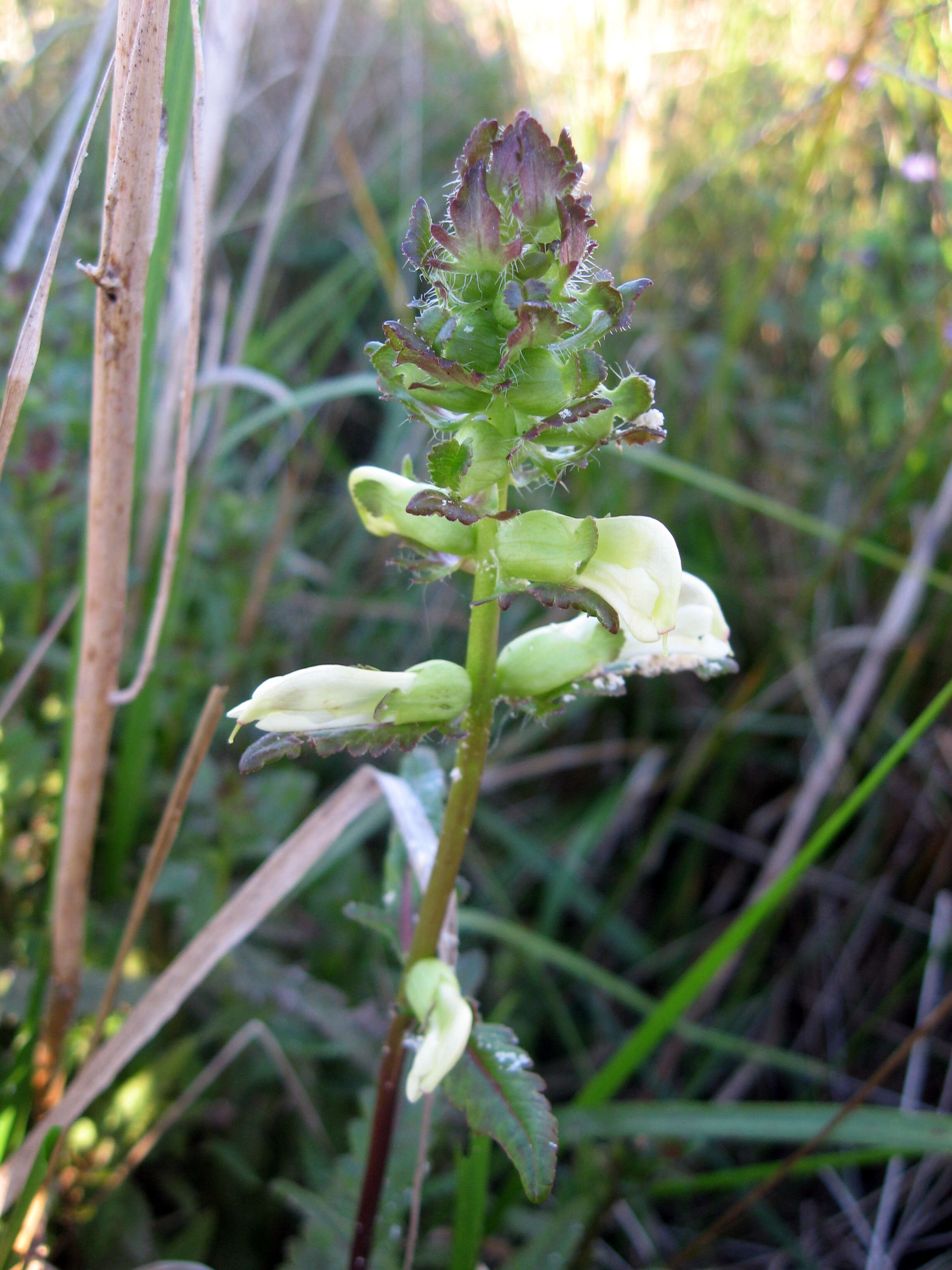 Image of swamp lousewort