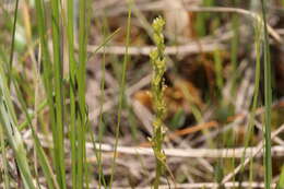 Image of Bog Orchid