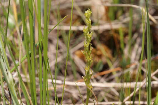 Image of Bog Orchid