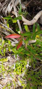 Image of yellow joyweed