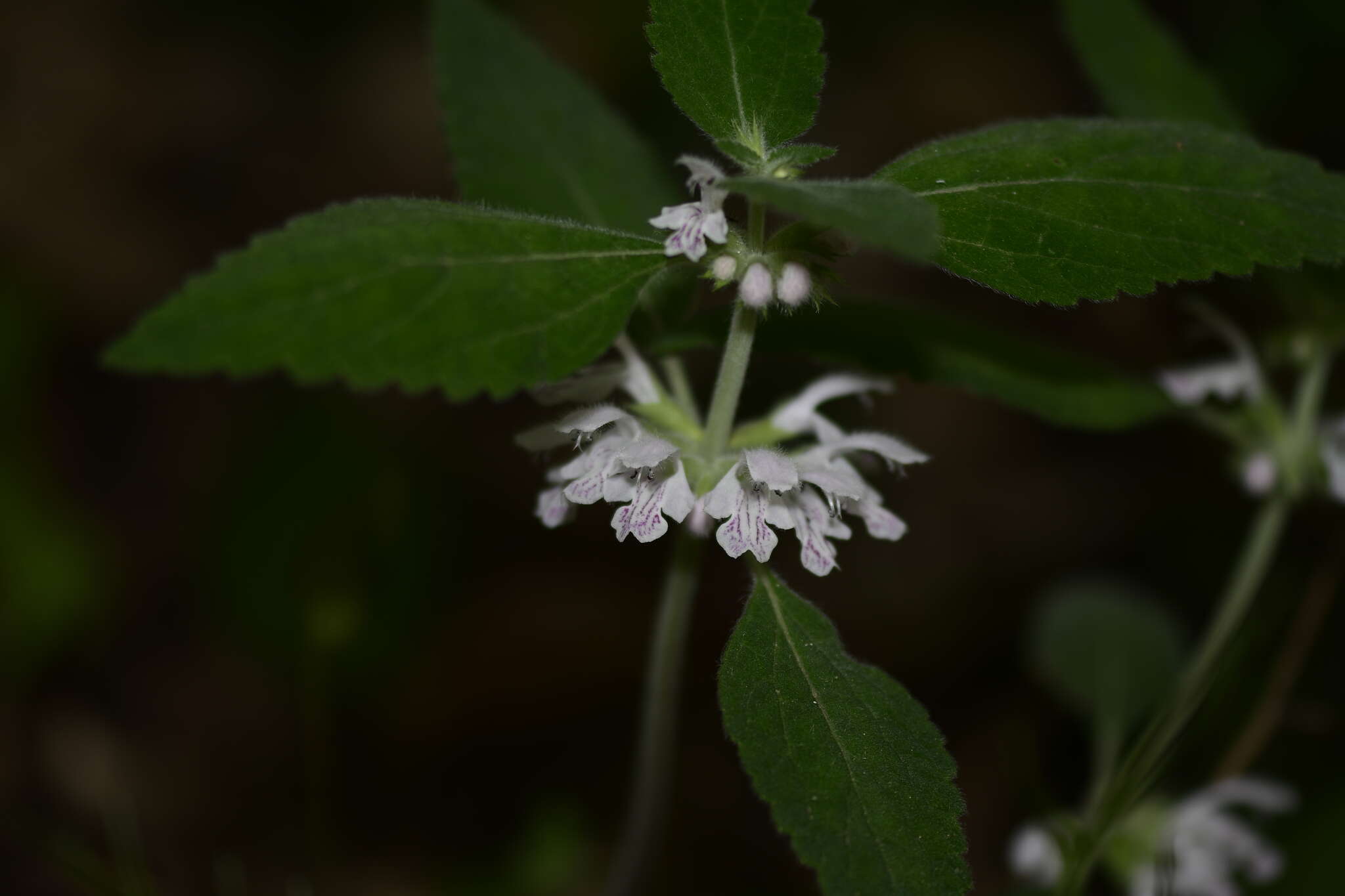 Matsumurella chinensis (Benth.) Bendiksby的圖片