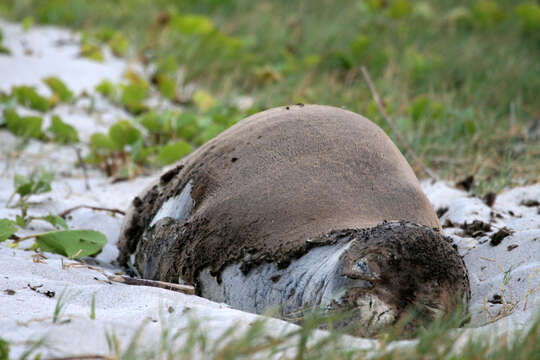 Image of Hawaiian Monk Seal