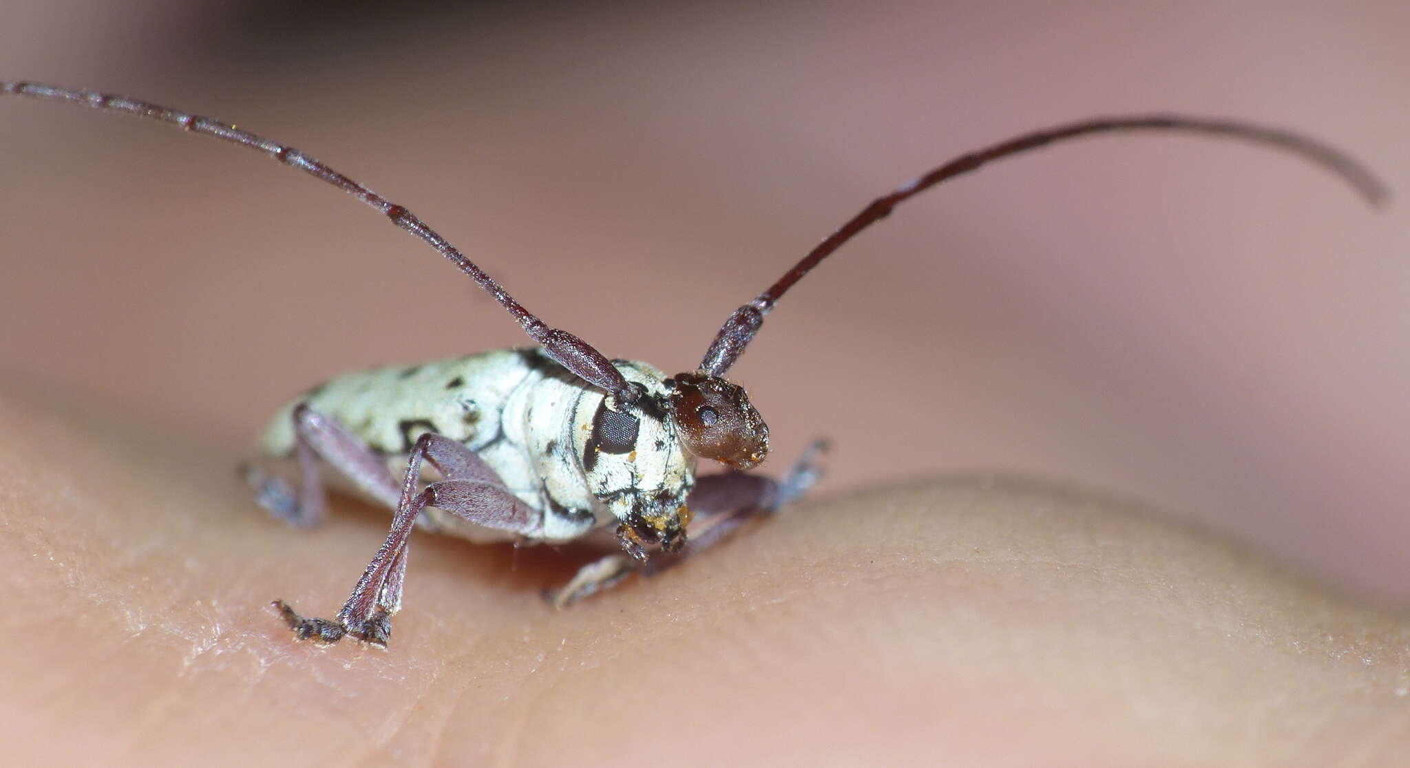 Image of Prosopocera (Paralphitopola) maculosa (Pascoe 1858)