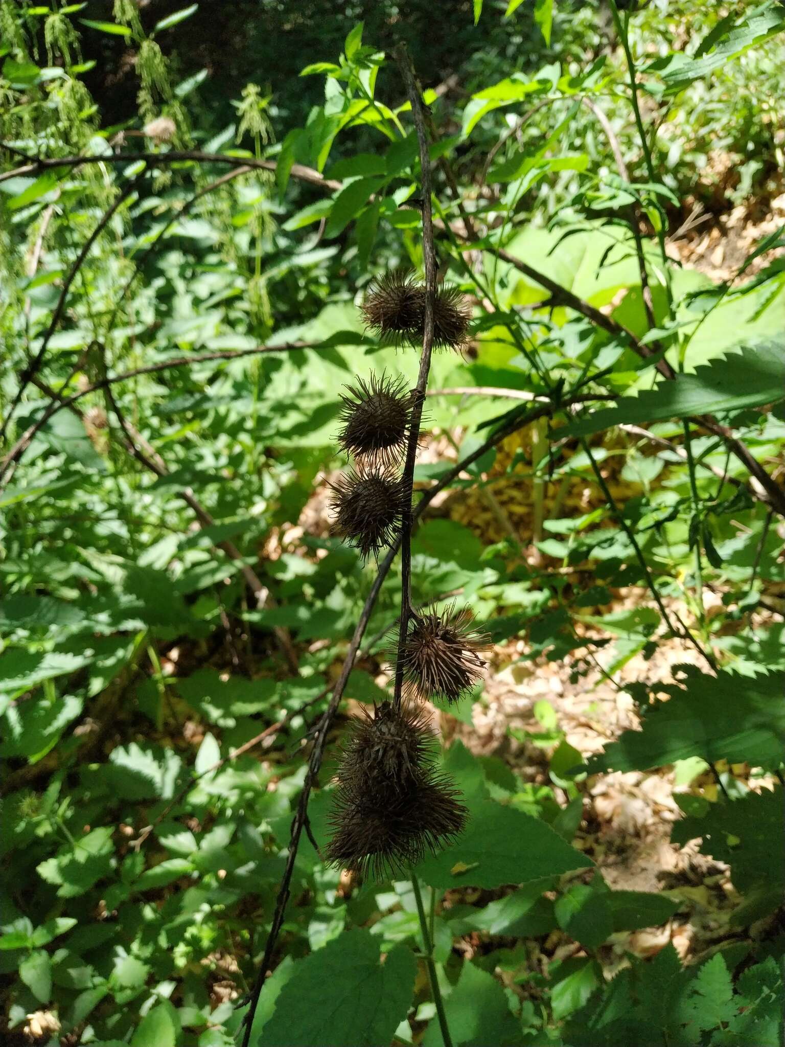 Image of Arctium nemorosum Lej.