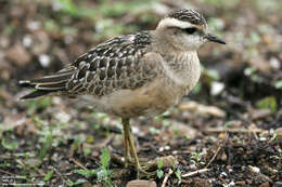 Imagem de Charadrius morinellus Linnaeus 1758