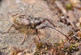 Curculio proboscideus Fabricius & J. C. 1775 resmi