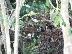 Image of Mugimaki Flycatcher