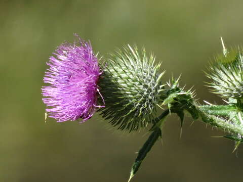 Image of Spear Thistle