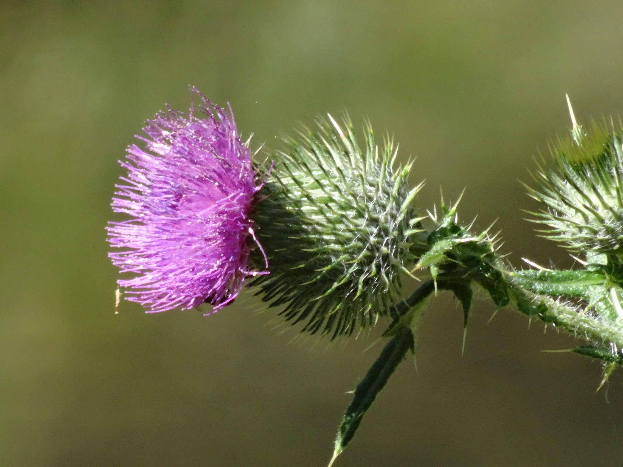 Image of Spear Thistle