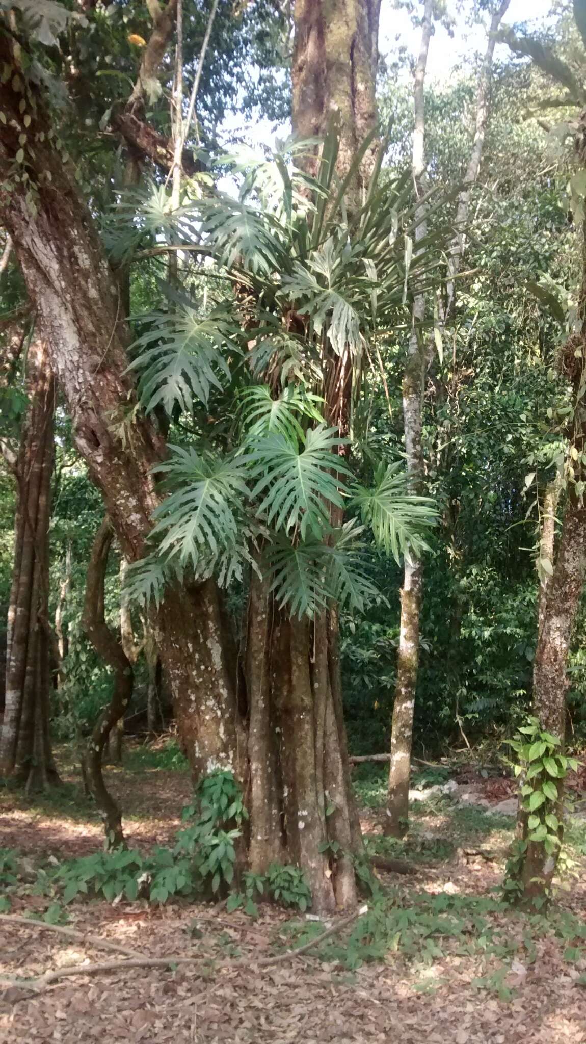 Image of Philodendron radiatum Schott