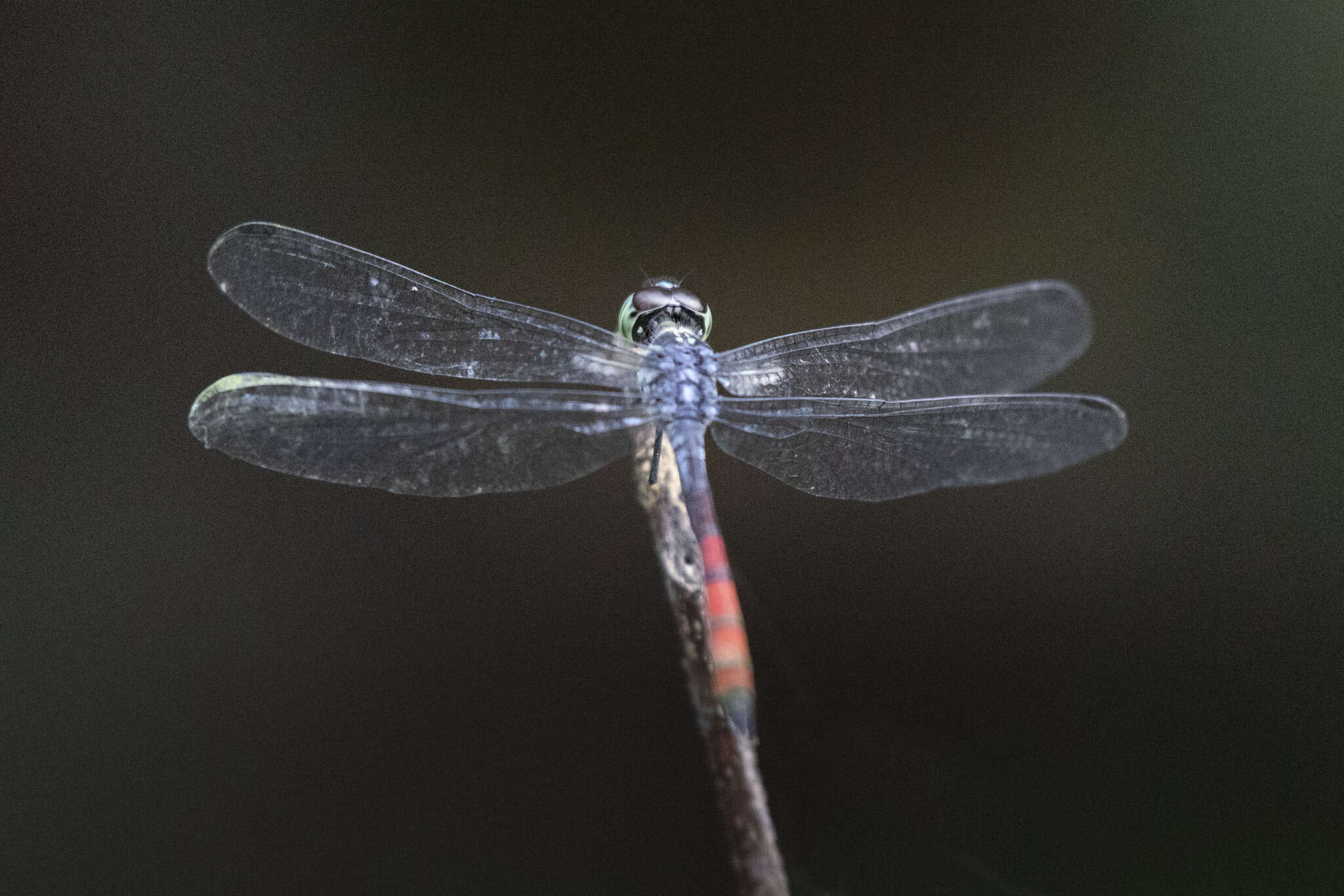 Nesoxenia lineata (Selys 1879) resmi