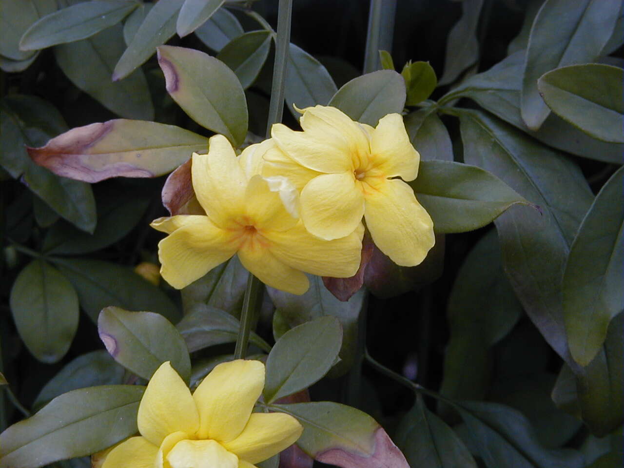 Image of Japanese jasmine