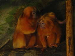 Image of Golden Lion Tamarin