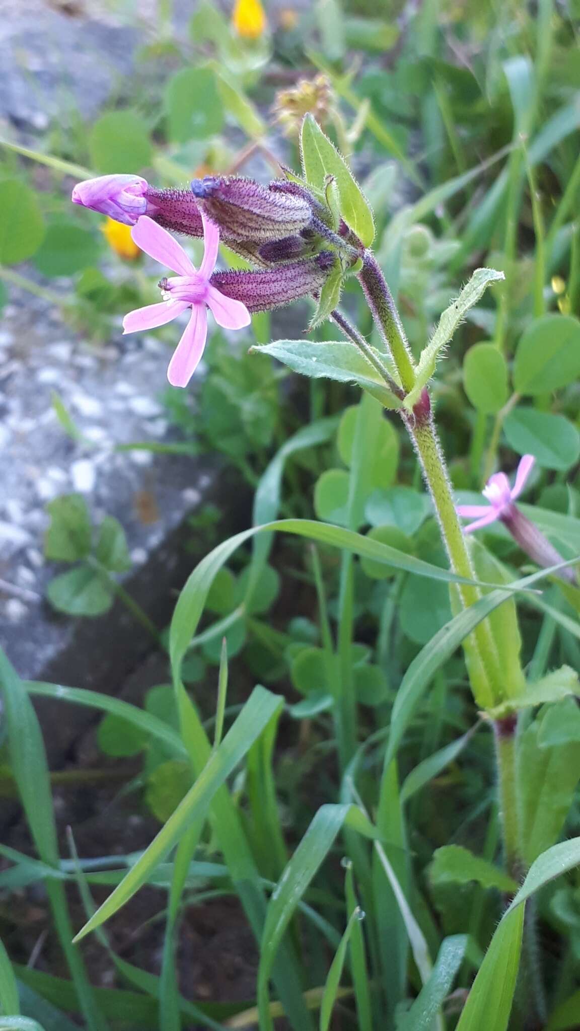 Imagem de Silene fuscata Brot.