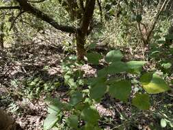 Image of big yellow velvetleaf