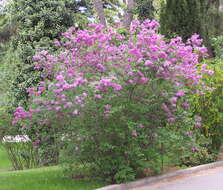 Image de Syringa chinensis Willd.