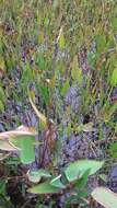 Image of pickerelweed