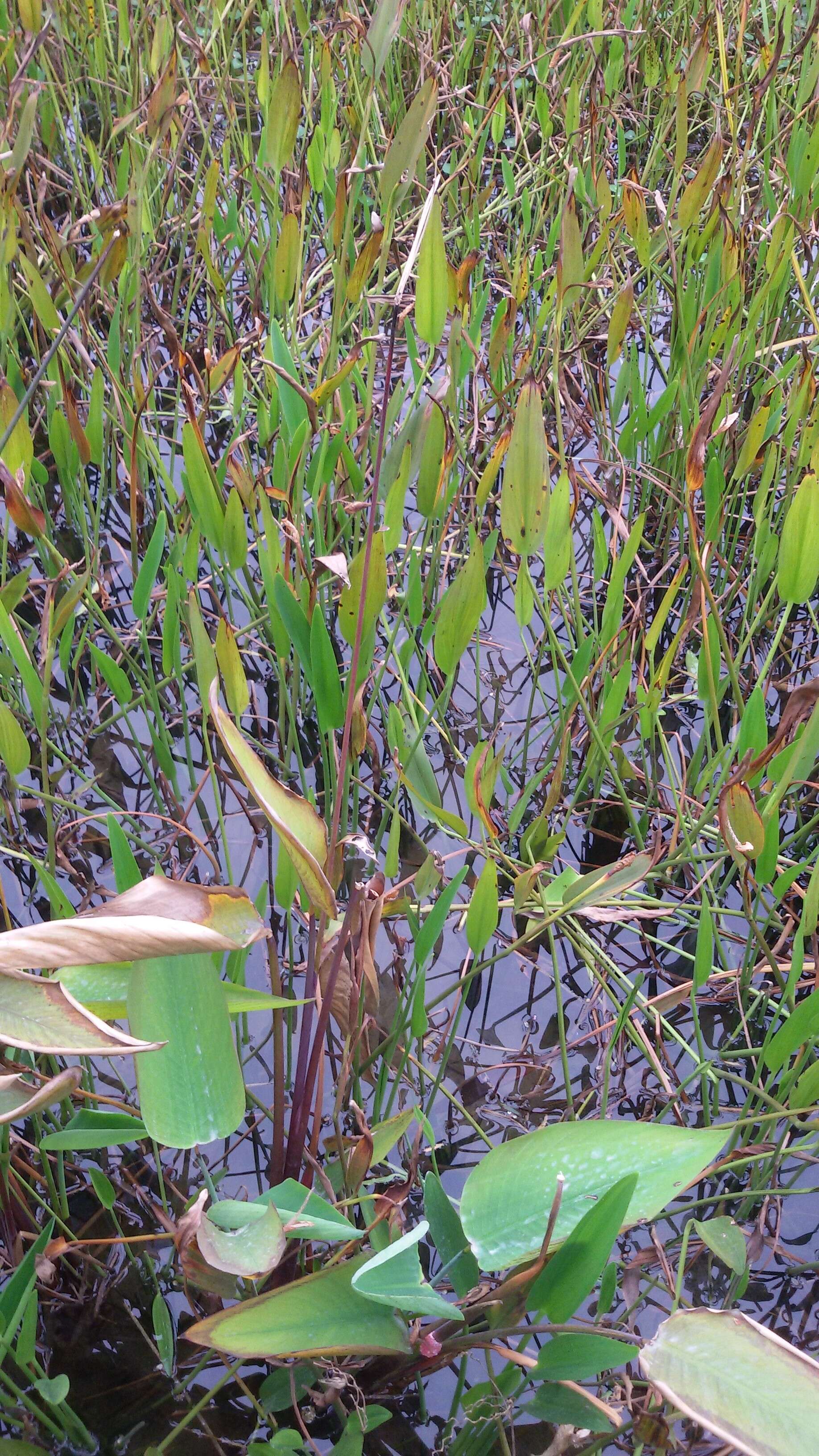 Image of pickerelweed