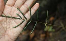 Image of Bolbitis subcrenata (Hook. & Grev.) Ching