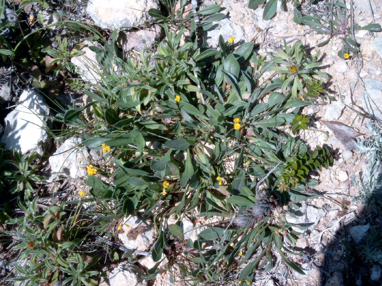 Image of prickly scorpion's-tail