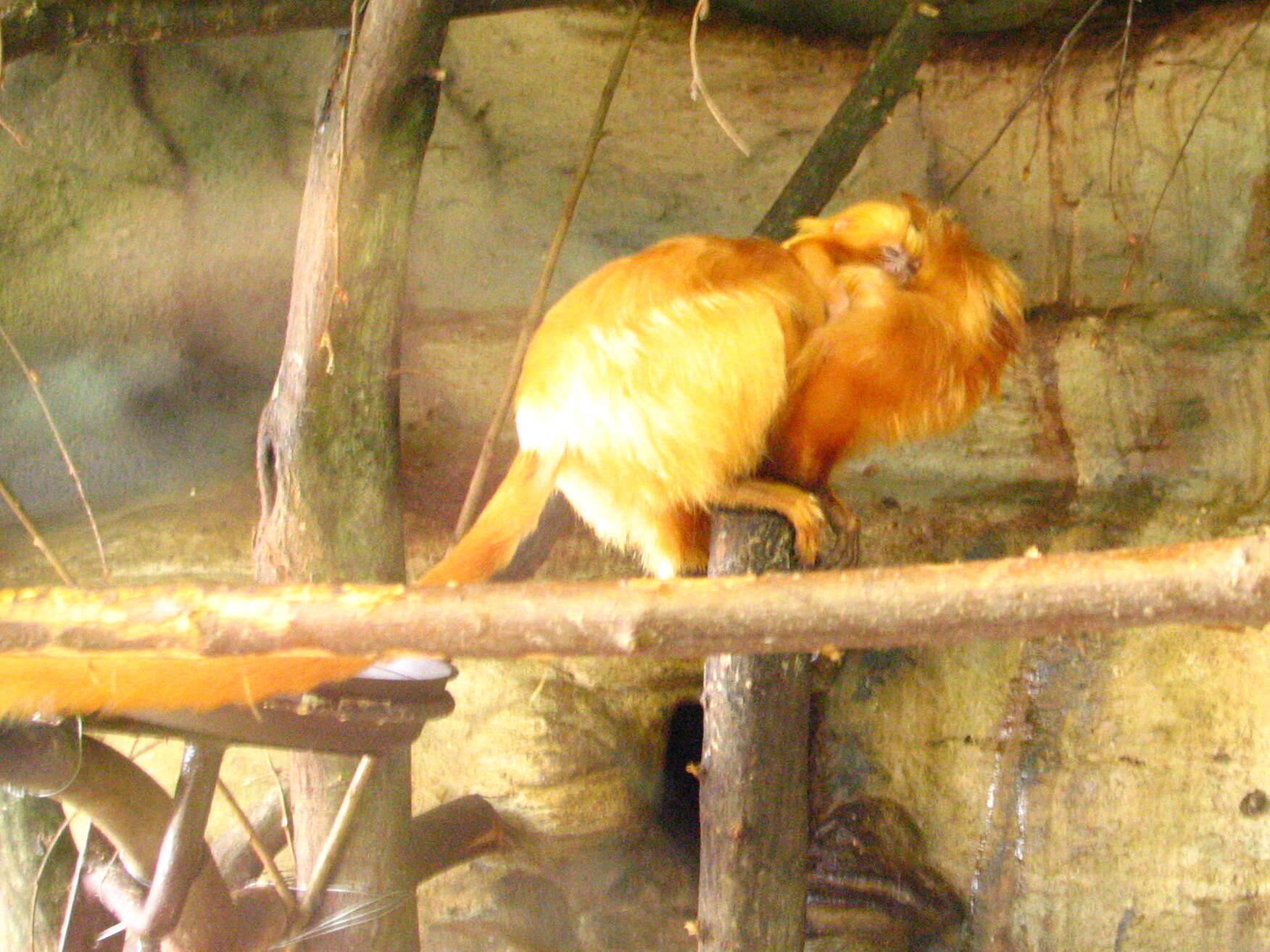 Image of Golden Lion Tamarin